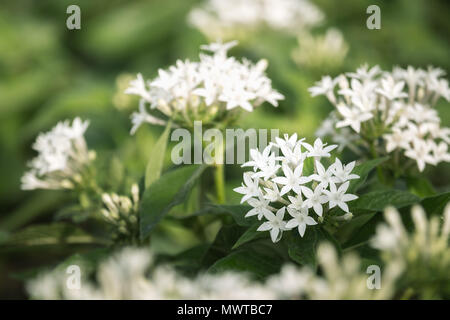 Weiß Pentas Integrifolia oder ägyptischen Star cluster Blumen blühen im Garten. Stockfoto
