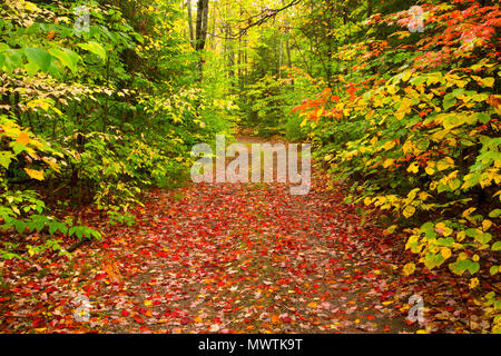 Wald Weg bei Rock River Brennöfen, Hiawatha National Forest, Michigan Stockfoto