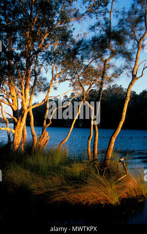 Stimmung Szene, Süßwasser-See, Myall Lakes National Park, New South Wales, Australien. Stockfoto