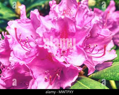 Rhododendron Indicum Azalee Bonsai Baum in der pflanzmaschine Garten. Stilisierte kleiner Baum in bloosom. Stockfoto