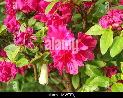 Reich Rosa Azalee (Rhododendron) Busch oder Strauch und Blätter in den japanischen Garten. Saison der Blüte lila Azaleen Stockfoto