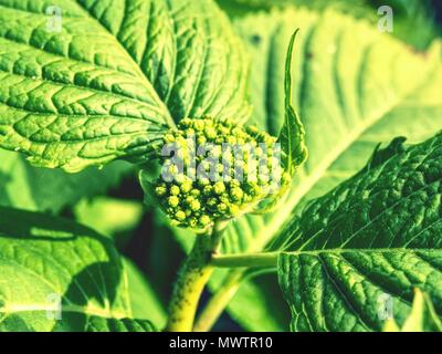 Grüne Blätter der Hortensie mit Regentropfen. Ansicht von der Seite. Frühling Blumen auf Zweig mit grünen Blättern. Gartenbau und Floristik bush Viburnum in Garde Stockfoto