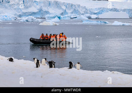 Eselspinguine (Pygoscelis papua) und Touristen auf ein Sternzeichen, Cuverville Island, Antarktische Halbinsel, Antarktis, Polargebiete Stockfoto