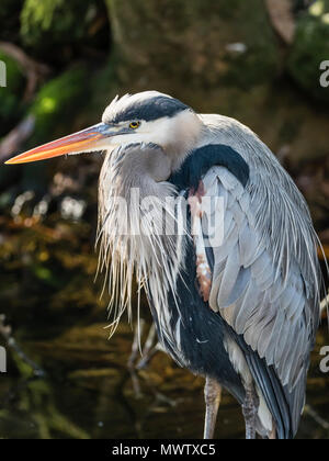 Nach Great Blue Heron (Ardea herodias) auf der Homosassa River, Florida, Vereinigte Staaten von Amerika, Nordamerika Stockfoto