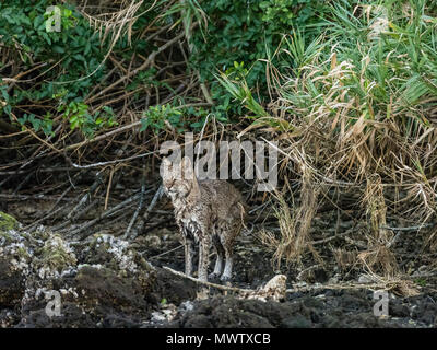 Erwachsene Frau Rotluchs (Lynx rufus) nach dem Schwimmen im Homosassa River, Florida, Vereinigte Staaten von Amerika, Nordamerika Stockfoto