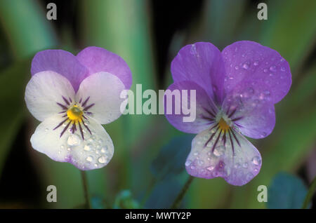 NAHANSICHT VON REGENTRÖPFCHEN AUF DEN BLÜTENBLÄTTERN VON LILA UND WEIßEN STERNHIMMELBLÜTEN (VIOLA). Stockfoto