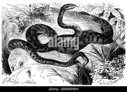 . Englisch: Europäische cat snake (Telescopus fallax) Български: Котешка змия (Telescopus fallax) Русский: Кошачья змея (Telescopus Fallax). Maler: Gustav Mützel (1839-1893) Beschreibung Deutsche Tiermaler Datum der Geburt / Tod vom 7. Dezember 1839 vom 29. Oktober 1893 Ort der Geburt / Tod Berlin Berlin Authority control: Q 454867 VIAF: 45073627 ISNI: 0000 0000 6318 7096 90007426 LCCN: keine NLA: 36027179 GND: 117179612 WorldCat Stecher: Karl Jahrmargt (1842-?) 590 Telescopus fallax Gravur Stockfoto