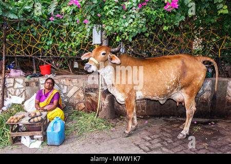 Mumbai Indien, Breach Candy, Cumballa Hill, Mahalakshmi Temple Lane, Hindu, Bindi, Frau weibliche Frauen, Kuh, Indien150301243Alles Stockfoto