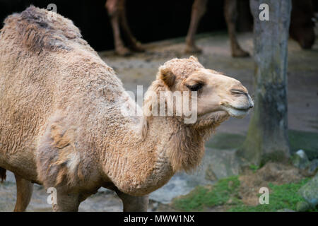 Alte Dromedar arabian Camel aus Ägypten ganz nah Stockfoto