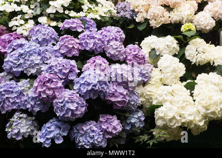 Blumen die Hortensie (Hydrangea macrophylla) am Blumenmarkt Reine Elisabeth II. in Zitieren, Paris, Frankreich verkauft. Stockfoto