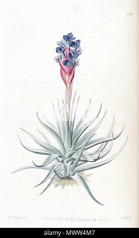 . Tillandsia Stricta. 1830. M. Hart (Illustrator) und Watt (Stecher) 608 Tillandsia Stricta-Edwards Vol.16 (1830) pl. 1338 Stockfoto