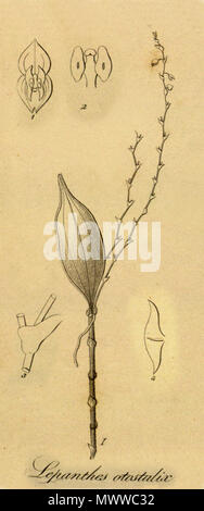 . Abbildung: Lepanthes biloba (syn. Lepanthes otostalix). 1858. Heinrich Gustav Reichenbach (1823-1889) 368 Lepanthes biloba (als L. otostalix) - Schneiden von Xenia vol1 pl 49 Abb. I und 1-4 (1858) Stockfoto