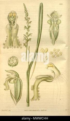 . Abbildung: Microtis Medien. 1835. Franz Bauer (1758-1840) Del., Swan sc. 416 Microtis Medien Stockfoto