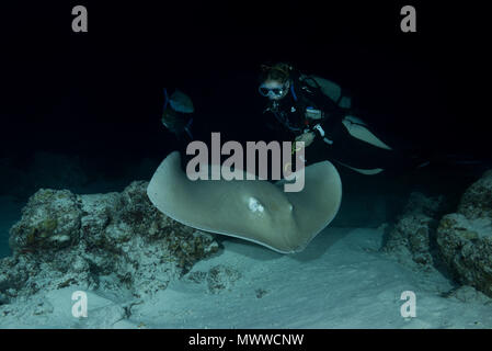 Weibliche Taucher schwimmt mit Stingray bei Nacht. Rosa whipray oder Banane - Schwanz Ray (Himantura fai) Stockfoto