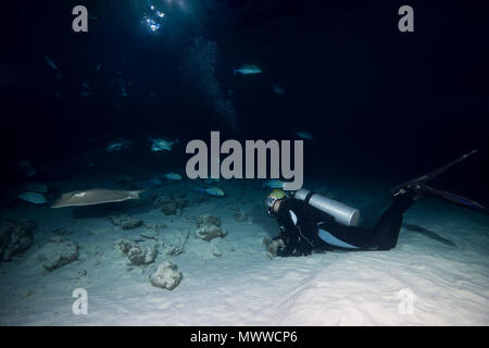 Weibliche Scuba Diver schaut Stingray und Schule der caranx in der Nacht. Rosa Himantura whipray (FAI) und Rotem Makrelen (Caranx melampygus) Stockfoto