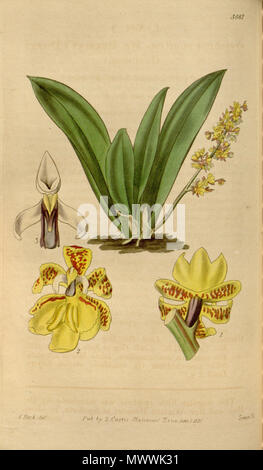 . Abbildung: Trichocentrum pumilum (syn. Oncidium pumilum). 1837. Walter Hood Fitch (1817-1892) Del., Swan sc. 615 Trichocentrum pumilum (als Oncidium pumilum) - Curtis '64 (K.A. 11) pl. 3581 (1837) Stockfoto