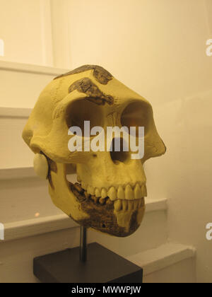 65 Australopithecus afarensisIMG 2928 Stockfoto