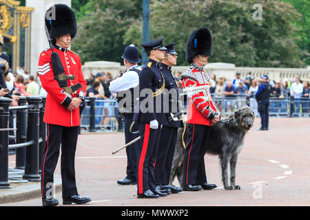 London, Großbritannien. 2. Juni 2018. Domhnall, einem schönen Irischen Wolfshund, ist und offizielles Maskottchen und Mitglied der Irish Guards. Londonern und Touristen genießen Sie die Prozession und Anzeige von Prunk von Truppen aus dem Haushalt Abteilung an der Oberst Überprüfung der die Farbe auf der Mall in Westminster. Der Oberst Überprüfung ist der zweite und letzte vollständige öffentliche Probe der die Farbe, eine Woche vor dem Geburtstag der Königin Parade. Es erfolgt entlang der Mall und Horse Guards Parade. Credit: Imageplotter Nachrichten und Sport/Alamy leben Nachrichten Stockfoto