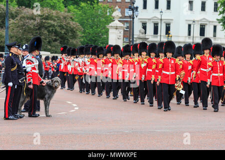 London, Großbritannien. 2. Juni 2018. Domhnall, einem schönen Irischen Wolfshund, ist und offizielles Maskottchen und Mitglied der Irish Guards. Londonern und Touristen genießen Sie die Prozession und Anzeige von Prunk von Truppen aus dem Haushalt Abteilung an der Oberst Überprüfung der die Farbe auf der Mall in Westminster. Der Oberst Überprüfung ist der zweite und letzte vollständige öffentliche Probe der die Farbe, eine Woche vor dem Geburtstag der Königin Parade. Es erfolgt entlang der Mall und Horse Guards Parade. Credit: Imageplotter Nachrichten und Sport/Alamy leben Nachrichten Stockfoto