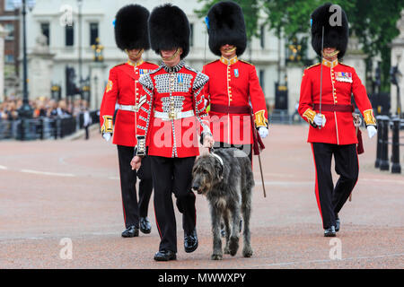 London, Großbritannien. 2. Juni 2018. Domhnall, einem schönen Irischen Wolfshund, ist und offizielles Maskottchen und Mitglied der Irish Guards. Londonern und Touristen genießen Sie die Prozession und Anzeige von Prunk von Truppen aus dem Haushalt Abteilung an der Oberst Überprüfung der die Farbe auf der Mall in Westminster. Der Oberst Überprüfung ist der zweite und letzte vollständige öffentliche Probe der die Farbe, eine Woche vor dem Geburtstag der Königin Parade. Es erfolgt entlang der Mall und Horse Guards Parade. Credit: Imageplotter Nachrichten und Sport/Alamy leben Nachrichten Stockfoto