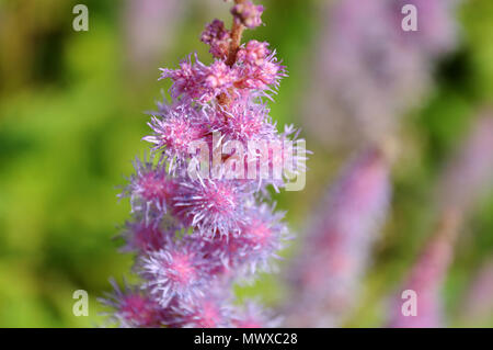 Makrofotografie von Pink gefiederten Blüten der astilbe chinensins var. pumila Stockfoto