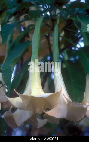 NAHAUFNAHME DER TROMPETENFÖRMIGEN BLÜTEN VON BRUGMANSIA VERSICOLOR, AUCH BEKANNT ALS ENGEL TROMPETEN ODER PFIRSICHENGEL TROMPETE , NEW SOUTH WALES, AUSTRALIEN. Stockfoto