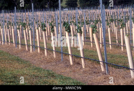 Junge GESCHÜTZT WEINREBEN IN EINEM WEINBERG ZWISCHEN BERRIMA und MOSSVALE, NEW SOUTH WALES, AUSTRALIEN WACHSENDEN Stockfoto