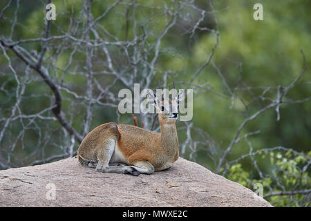 Klippspringer (Oreotragus oreotragus), männlich, Krüger Nationalpark, Südafrika, Afrika Stockfoto