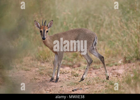 Common Duiker (Grey Duiker) (Bushï¿ ¿ ½Duiker) (Sylvicapraï ½Grimmia), Krüger Nationalpark, Südafrika, Afrika Stockfoto