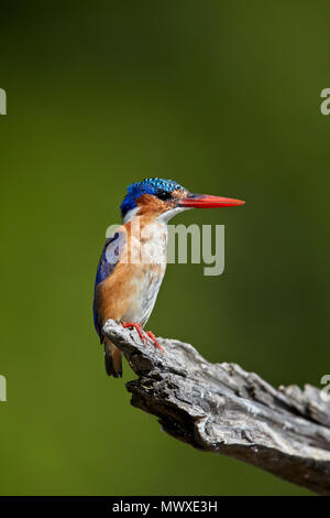 Malachit Eisvogel (Alcedo cristata), Krüger Nationalpark, Südafrika, Afrika Stockfoto