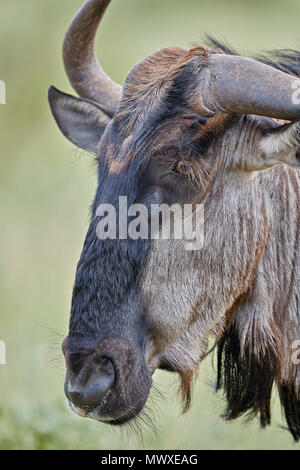 Blue Wildebeest (gestromt Gnu) (connochaetes Taurinus), Krüger Nationalpark, Südafrika, Afrika Stockfoto