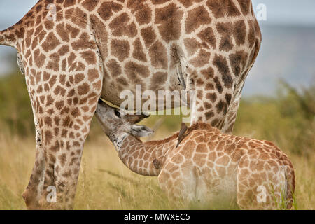 Kap Giraffe (Giraffa Camelopardalis giraffa) Baby Pflege, Krüger Nationalpark, Südafrika, Afrika Stockfoto