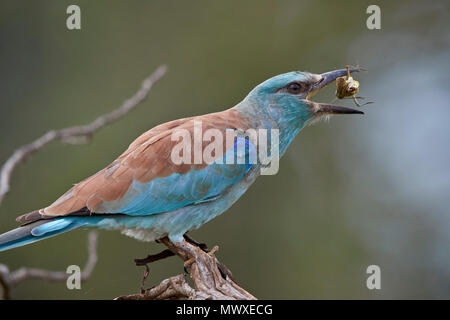 Europäische Rolle (Coracias garrulus) spiegeln eine Heuschrecke, Krüger Nationalpark, Südafrika, Afrika Stockfoto