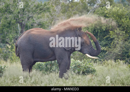 Afrikanischer Elefant (Loxodonta africana) Stier Staub baden, Krüger Nationalpark, Südafrika, Afrika Stockfoto