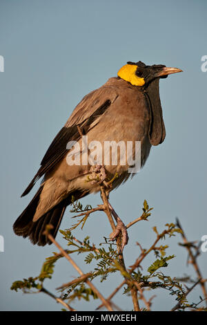 Gelbstirn-blatthühnchen Starling (Creatophora cinerea), männlich in der Zucht Gefieder, Krüger Nationalpark, Südafrika, Afrika Stockfoto