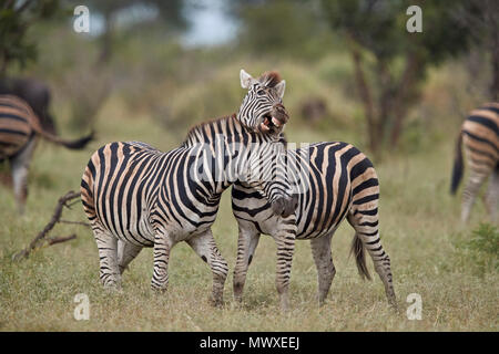 Chapman's Zebra (Ebenen) Zebra (Equus quagga chapmani) Sparring, Krüger Nationalpark, Südafrika, Afrika Stockfoto