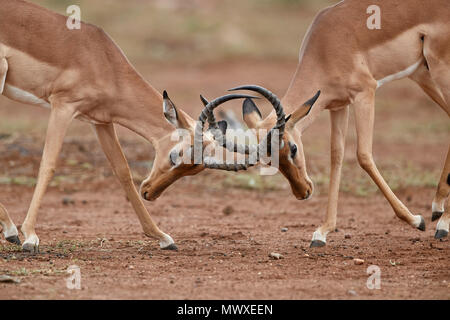 Impala (Aepyceros melampus) Dollars sparring, Krüger Nationalpark, Südafrika, Afrika Stockfoto