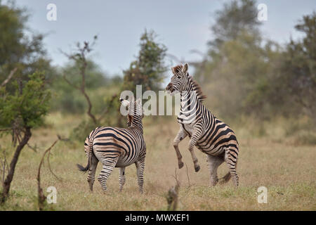 Chapman's Zebra (Ebenen) Zebra (Equus quagga chapmani) Sparring, Krüger Nationalpark, Südafrika, Afrika Stockfoto