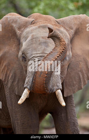 Afrikanischer Elefant (Loxodonta africana) mit seinem Stamm angehoben, Krüger Nationalpark, Südafrika, Afrika Stockfoto