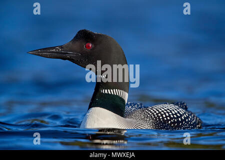 Gemeinsame Eistaucher (Gavia Immer), Lac Le Jeune Provincial Park, British Columbia, Kanada, Nordamerika Stockfoto