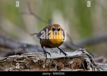 Yellow-headed blackbird (Xanthocephalus xanthocephalus), weiblich, Lac Le Jeune Provincial Park, British Columbia, Kanada, Nordamerika Stockfoto