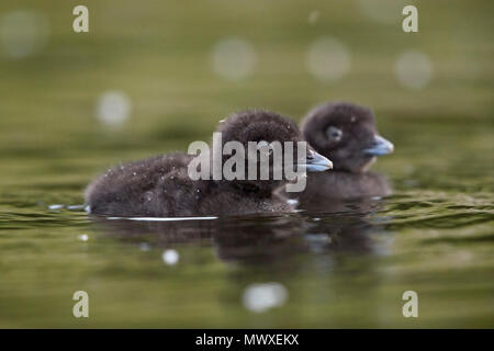 Gemeinsame Eistaucher (Gavia Immer), zwei Küken, Lac Le Jeune Provincial Park, British Columbia, Kanada, Nordamerika Stockfoto