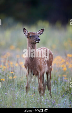 Wapiti (Cervus canadensis) Kalb unter Wildblumen, Jasper National Park, Alberta, Kanada, Nordamerika Stockfoto