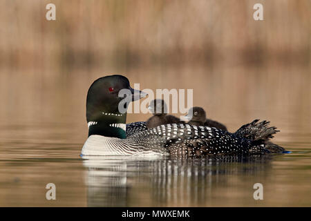 Gemeinsame Eistaucher (Gavia Immer) Erwachsenen und zwei Küken auf dem Rücken, Lac Le Jeune Provincial Park, British Columbia, Kanada, Nordamerika Stockfoto