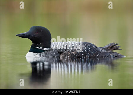 Gemeinsame Eistaucher (Gavia Immer), Lac Le Jeune Provincial Park, British Columbia, Kanada, Nordamerika Stockfoto