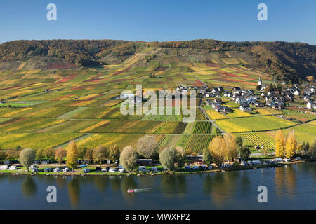 Weinberge im Herbst, in der Nähe von Beilstein, Rheinland-Pfalz, Deutschland, Europa Stockfoto