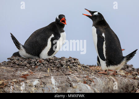 Gentoo Pinguin (Pygoscelis papua) Paar kommunizieren, Damoy Punkt, Dorian Bay, Wiencke Island, Antarktische Halbinsel, Antarktis, Polargebiete Stockfoto