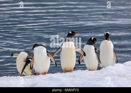 Eselspinguine (Pygoscelis papua) in eine Linie in die verschneite Küste, Cuverville Island, Antarktische Halbinsel, Antarktis, Polargebiete Stockfoto