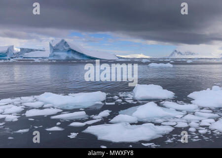 Eisberge und growlers aus Cuverville Island, errera Channel, Danco Coast, Antarktische Halbinsel, Antarktis, Polargebiete Stockfoto