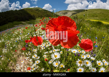 Wildflower meadow der Mohnblumen und ox-eye Daisy, Monte Sibillini, Piano Grande, Umbrien, Italien, Europa Stockfoto